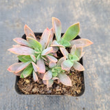 Graptoveria Fred Ives 紫鹤