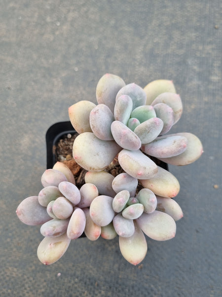 *GLGhybrid(1-1112) Pachyveria Elaine hybrid 香水杂