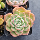 *GLGhybrid(1-499) Special hybrid pack of 4
