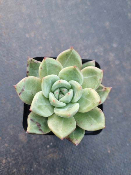 Echeveria Pink Champaign 粉香槟