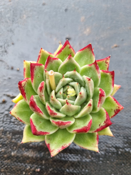 *GLGhybrid(1-1538) Echeveria agavoides Ebony hybrid 乌木杂