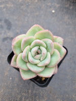 Echeveria 'Strawberry Cake'  草莓泡芙