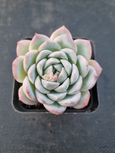Echeveria sp. (Pixie Bunny) 精灵兔