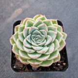 Echeveria Icy Beauty 冰美人