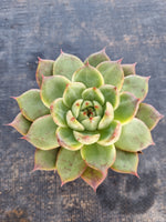 *GLGhybrid(1-116) Echeveria Romeo hybrid 血罗杂