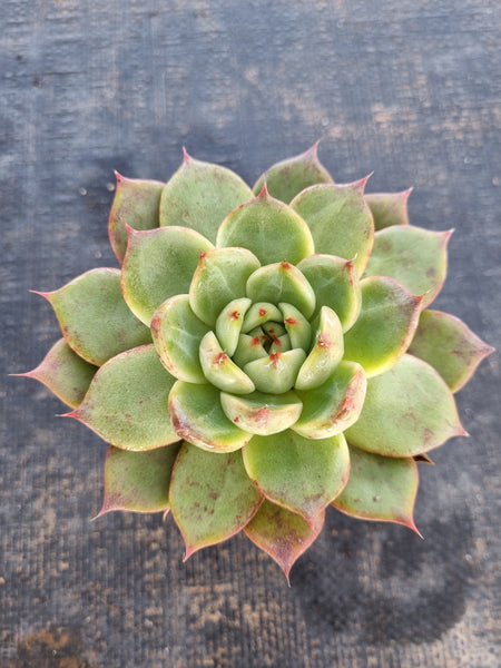 *GLGhybrid(1-116) Echeveria Romeo hybrid 血罗杂