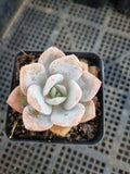Graptopetalum Superbum x Laui 华雪/Graptoveria pink laui 粉雪莲