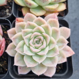 *GLGhybrid(1-500) Special hybrid pack of 4