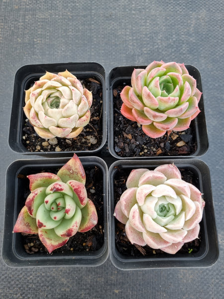 *GLGhybrid(1-1138) Special hybrid pack of 4