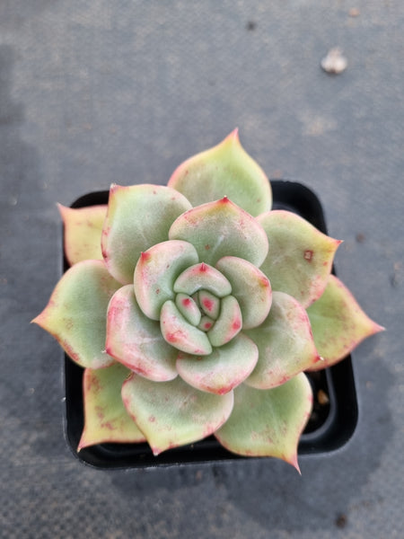 *GLGhybrid(1-1195) Echeveria Champaign hybrid 香槟杂