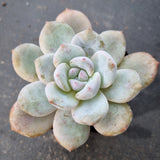 Echeveria Monroe × Laui aka. Snow Angel 雪天使