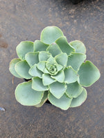 Aeonium aurea ex El Hierro aka. Pink mountain rose 耶罗