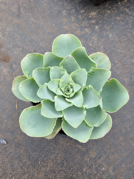 Aeonium aurea ex El Hierro aka. Pink mountain rose 耶罗