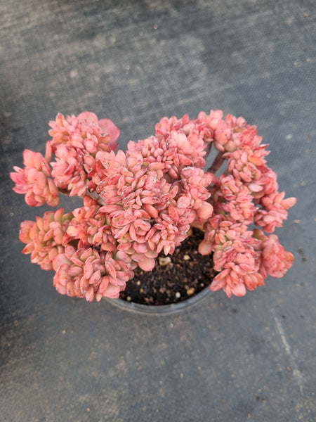 Echeveria Briar Rose crested 布莱恩玫瑰缀化