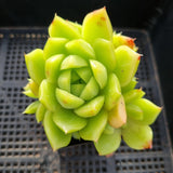 *GLGhybrid(1-232) Echeveria malgan 麦秆