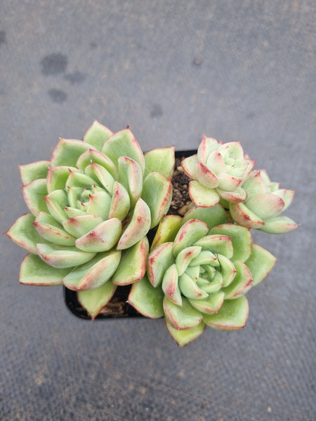 *GLGhybrid(1-1361) Echeveria Agavoides hybrid 冬云杂