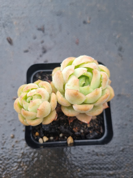 *GLGhybrid(1-1432) Echeveria Pulidonis Veracruz hybrid 红边灵影杂