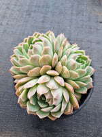 *GLGhybrid(2-50) Echeveria Bradburiana hybrid 火焰杯/蓝安娜杂