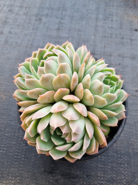 *GLGhybrid(2-50) Echeveria Bradburiana hybrid 火焰杯/蓝安娜杂