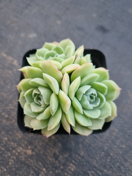 *GLGhybrid(1-777) Echeveria Elegans 'Alba' hybrid 白月影杂