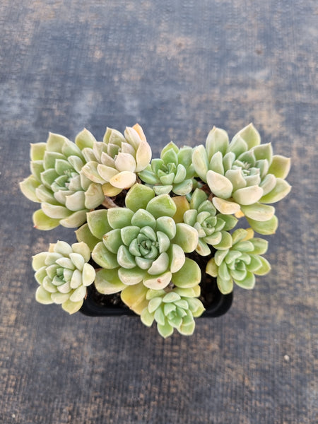 *GLGhybrid(1-164) Graptopetalum Mendozae hybrid 丸姬杂