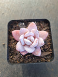 Echeveria Laui (small) 雪莲(小)