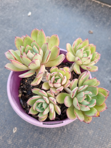 *GLGhybrid(2-373) Echeveria Ballsii Hybrid 灰姑娘杂