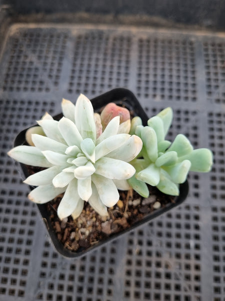 irish mint succulent Echeveria sp. (New Irish Mint) variegated 新爱尔兰薄荷锦 – Greenland Garden