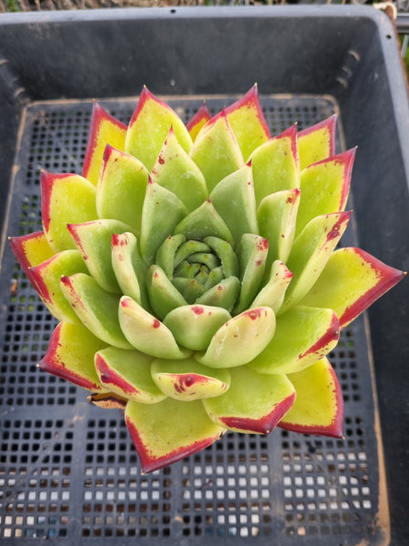 *GLGhybrid(2-60) Echeveria Agavoides Lipstick hybrid 口红杂