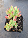 Sedum Pachyphyllum 乙女心