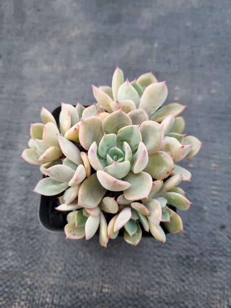 *GLGhybrid(1-980) Echeveria Laulensis hybrid 劳伦斯杂