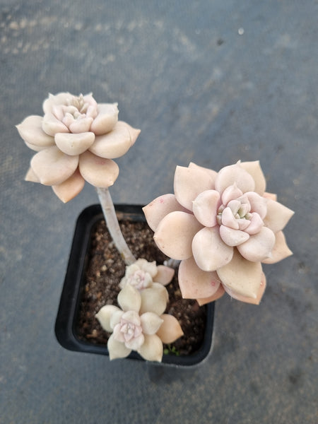 *GLGhybrid(1-1059) Graptopetalum Mendozae X Superbum 丸姬杂华丽风车
