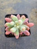 Sedum Pachyphyllum 'Koigokoro'   恋心
