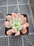 Echeveria New Irish Mint 新爱尔兰薄荷