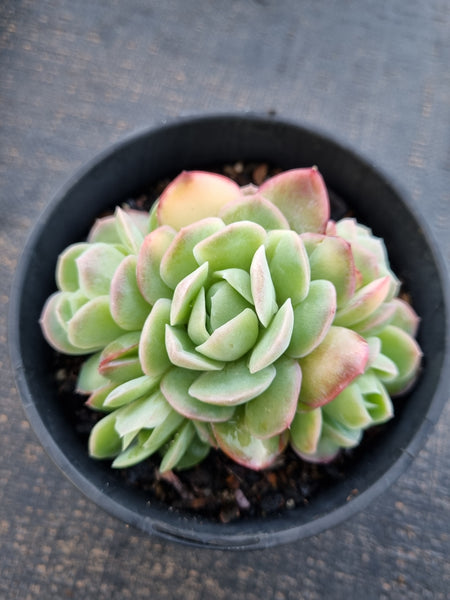 *GLGhybrid(2-338) Echeveria Raspberry ice hybrid 冰莓杂