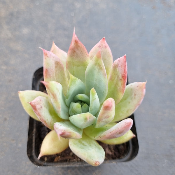 *GLGhybrid(1-1624) Echeveria Mexican Giant hybrid 巨人杂