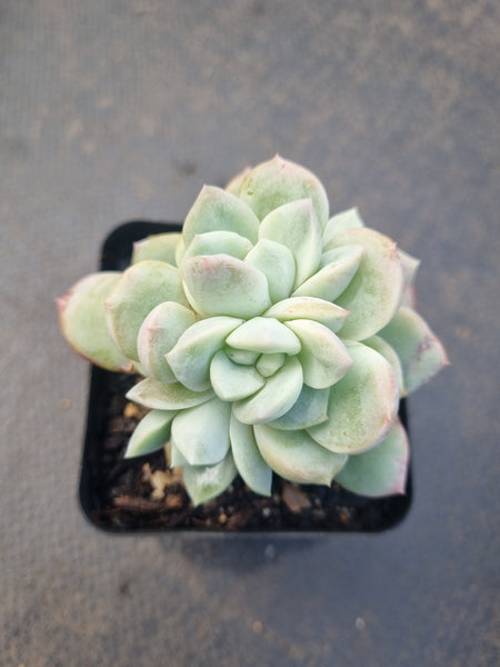 *GLGhybrid(1-1330) Echeveria 'Beauty's Silhouette' 丽影