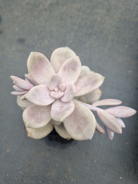 *GLGhybrid(1-1370) Graptopetalum pentandrum ‘Superbum’ hybrid 华丽风车杂