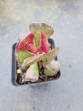 Adromischus Triflorus (Red) 爱心水泡