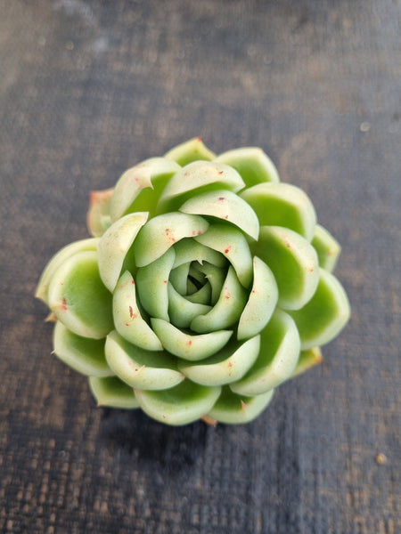 *GLGhybrid(1-1255) Echeveria Elegans 'Alba' hybrid 白月影杂