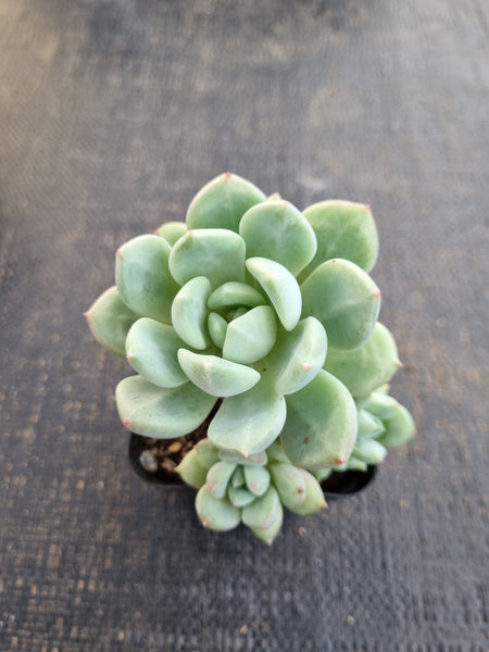 *GLGhybrid(1-1300) Pachyveria Elaine hybrid 香水杂