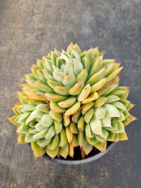 *GLGhybrid (2-85) Echeveria Elegans 'Alba' hybrid 白月影杂