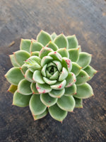 *GLGhybrid(1-346) Echeveria cuspidata var. Zaragozae hybrid 黑爪杂
