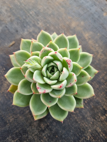 *GLGhybrid(1-346) Echeveria cuspidata var. Zaragozae hybrid 黑爪杂