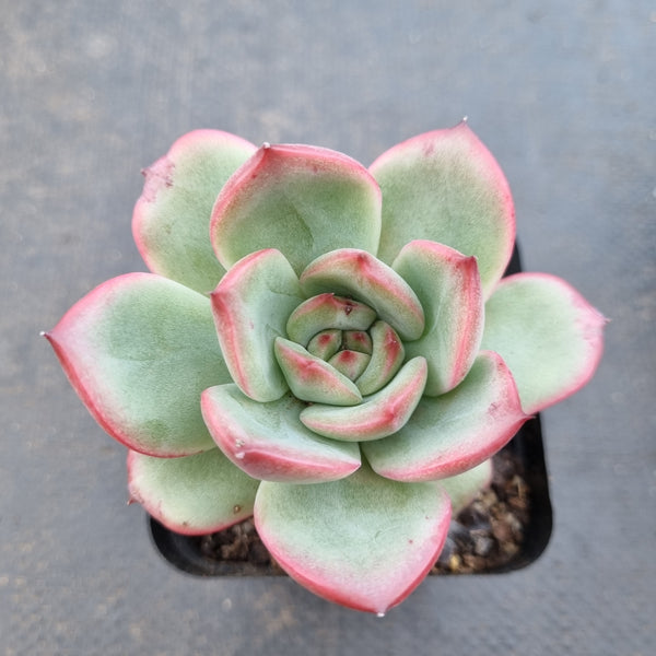 *GLGhybrid(1-1620) Echeveria pulidonis hybrid 花月夜杂
