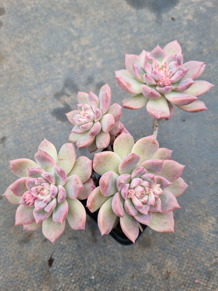 Echeveria Frosty Bloom 霜花小群