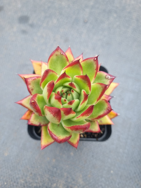 *GLGhybrid(1-1366) Echeveria Agavoides Lipstick hybrid 口红杂