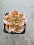 Echeveria Melaco 巧克力方砖