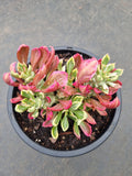 Monadenium stapelioides variegated