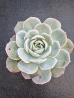*GLGhybrid (2-238)  Echeveria Mexican Snowball hybrid 墨西哥雪球杂